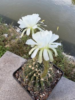 Preview: Echinopsis subdenudata